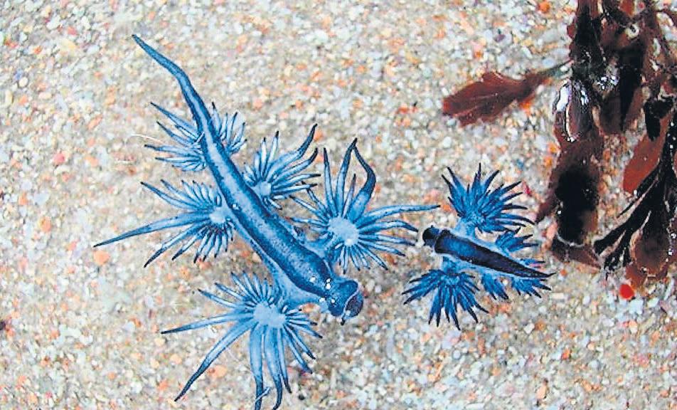 Venomous slugs wash up