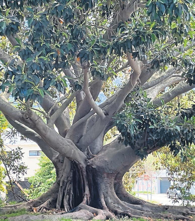 Plant a tree, or 10 million, on Heritage Day