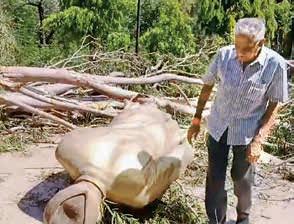 Former CM Sukhadia’s statue collapses in storm