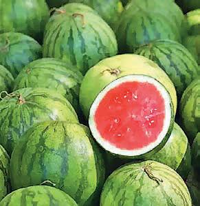 Crisis in watermelon seed processing Ind.