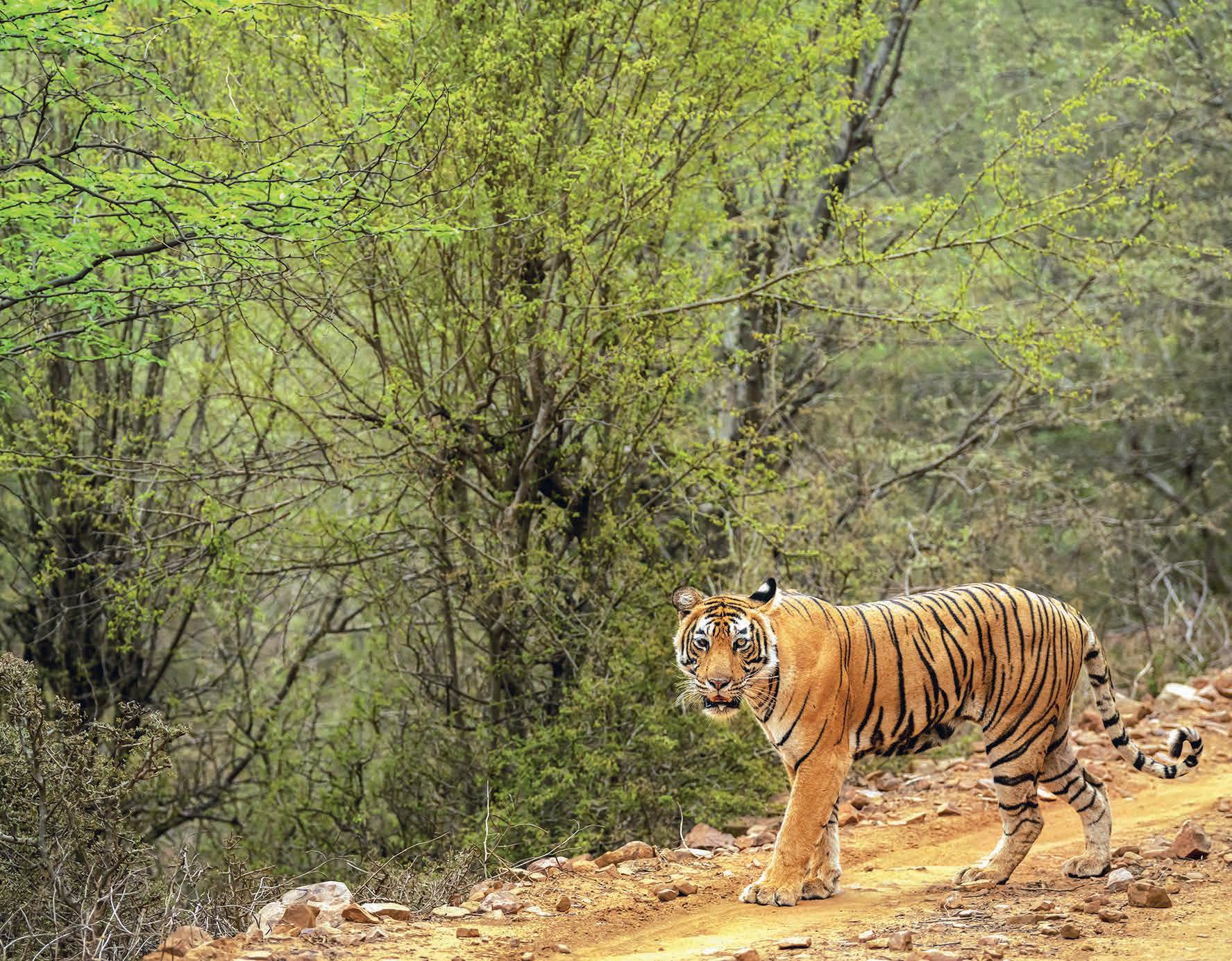 Sariska roars with three new cubs from tigress ST-30