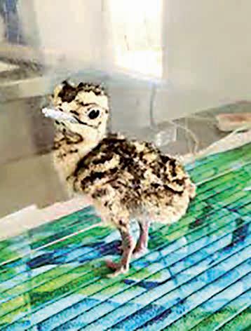 Godawan Revival: 15 chicks born in Jaisalmer in 2025 under project GIB