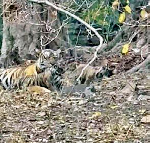 T-111 Shakti sighted with two cubs in Ranthambore