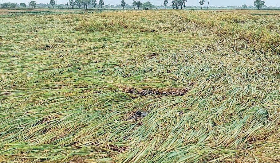 Storms in Rajasthan uproot trees, damage infrastructure