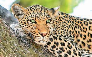Sariska leopard trapped in tree, dies tragically