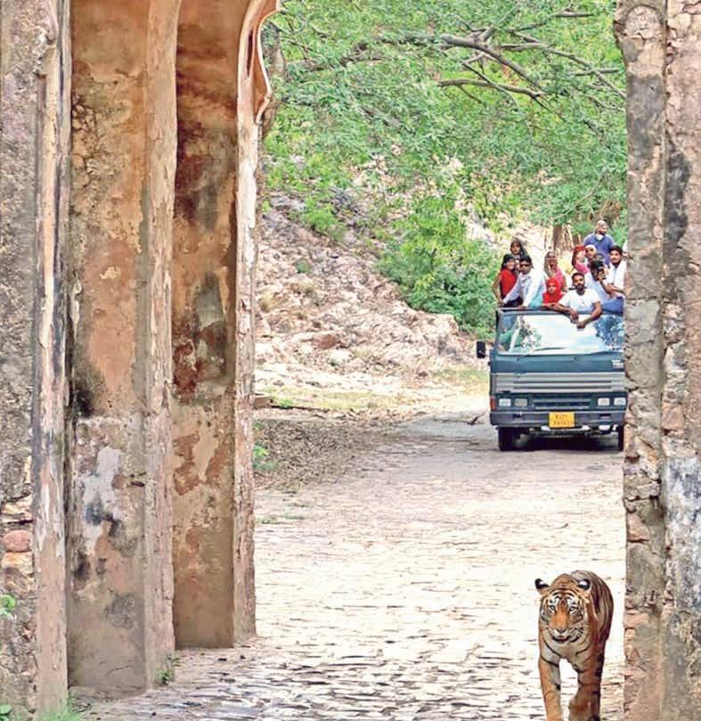 Tiger attacks stir safety fears on temple routes at R'bore