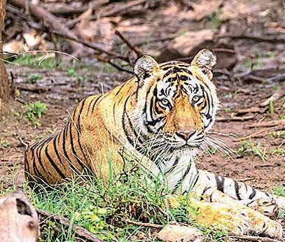 Tigers push beyond Sariska, moving to settle in Jaipur forests
