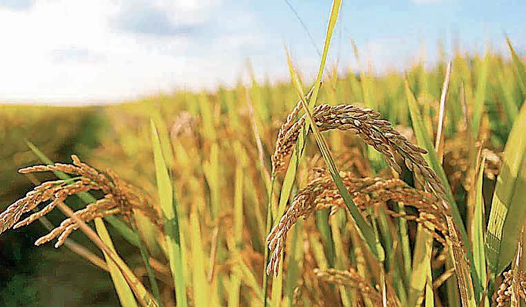 Kharif crop targets revised, focus on pulses & oilseeds