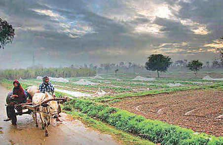 Western disturbance cools Nautapa heat in State