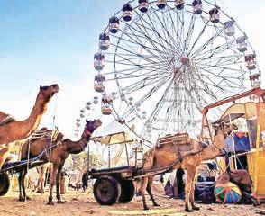 State to host cattle fairs across districts to boost livestock economy