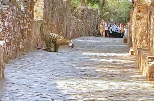 Temple road closed over tiger sighting, devotees fume