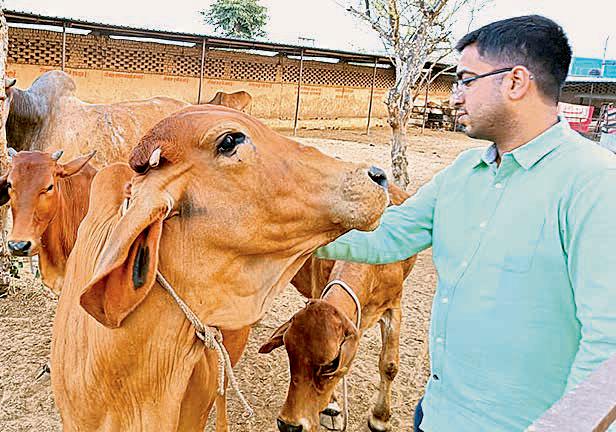 Scholar devoted to indigenous cow conservation