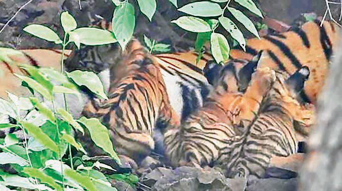 Three cubs of T-84 to be relocated across State for regional balance