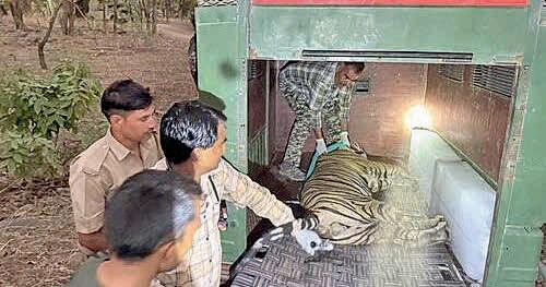 Tiger behind attack on temple's guard shifted to Karauli