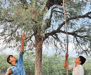 Felling of state tree 'khejri' rampant on solar plant sites