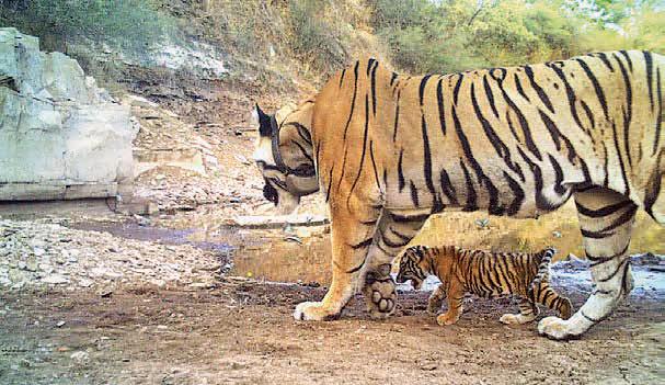 MT-6 becomes first time mother!