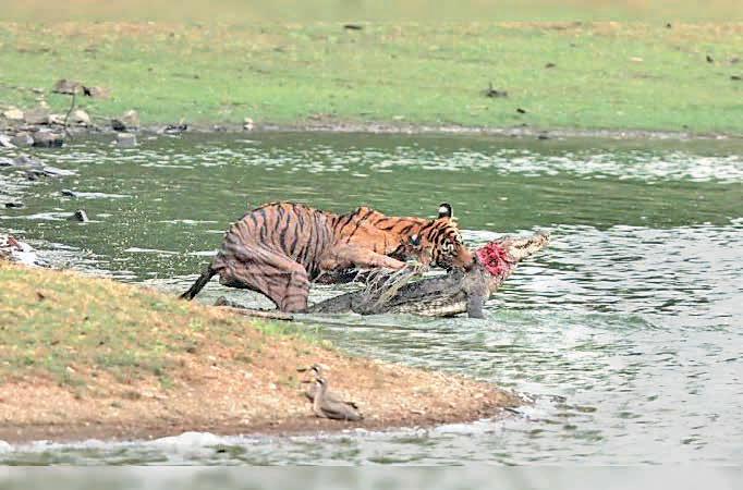 Tigress Arrowhead hunts crocodile in R'bore