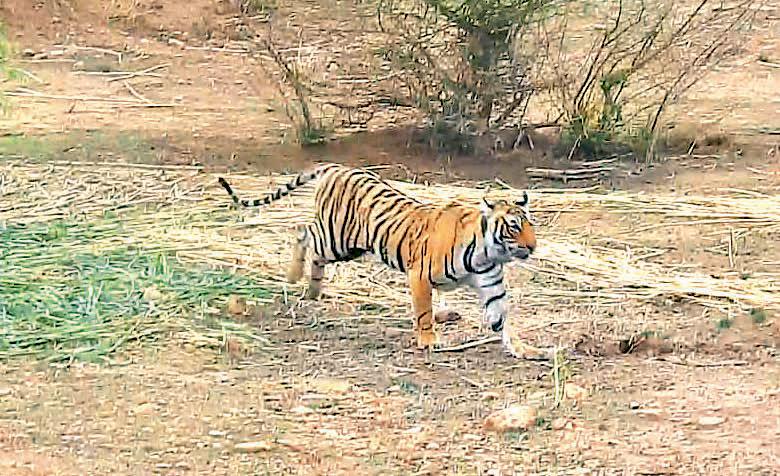 CONSERVATION EFFORTS Tigress RBT 2508 translocated to Ramgarh