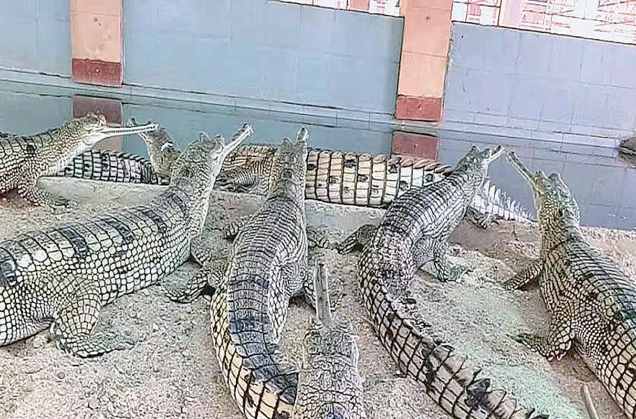 Palighat records hatchlings of 520 gharials from 19 nests