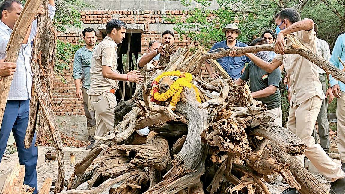 Arrowhead cremated amid showers of grief at Rajbagh