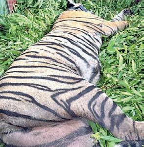 Arrowhead's daughter RBT-2507 gets translocated too