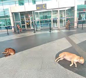 Tails at Terminal: Stray dogs spark safety concerns at IGI