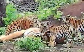 Poaching racket busted, gang killed three tigers