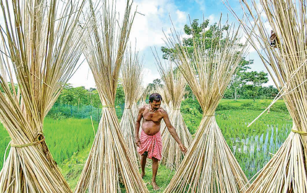 India restricts import of jute from Bangladesh