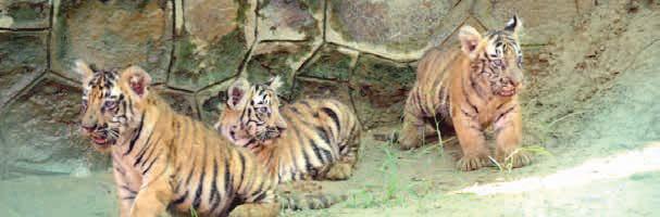 Tigress Rani, her 5 cubs shifted to Karal in Nahargarh