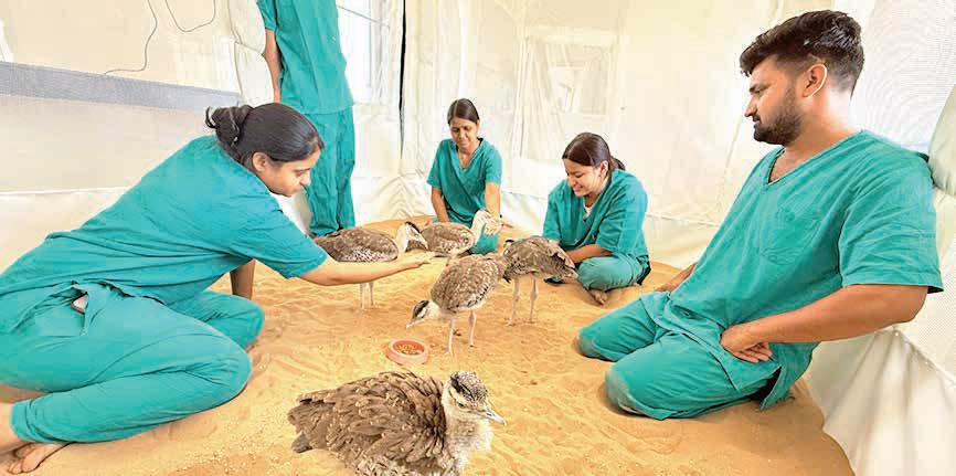 Sent to Ajmer for safety, 9 GIB chicks back in Jaisalmer