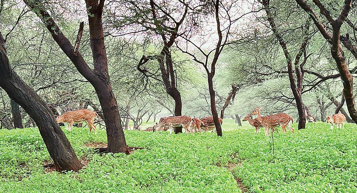 Prey zone for Jhalana leopards