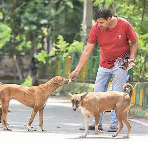 Dog feeders liable if stray attacks lead to deaths, says SC