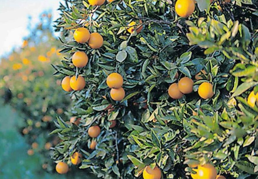 As Trump tariffs kick in, SA farmers explore alternative markets