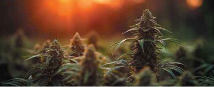 Edible Cannabis Ban in South Africa: Something to Chew On?