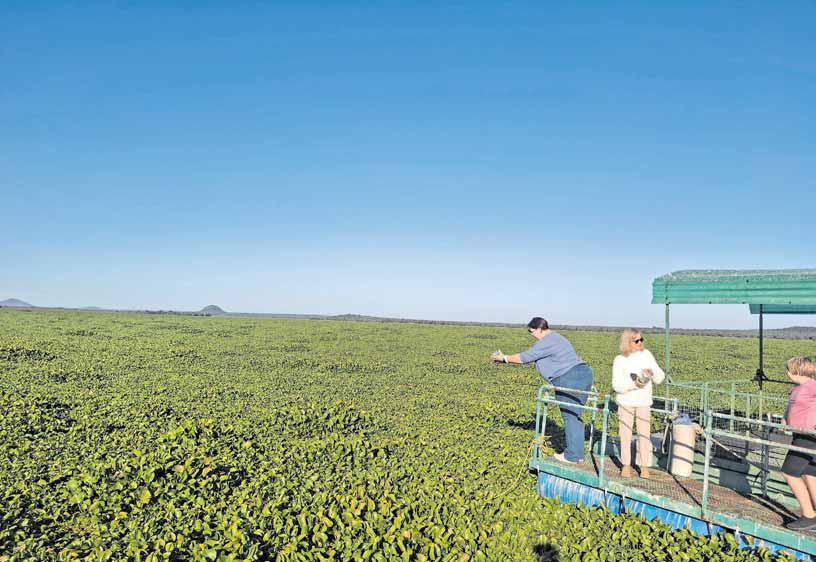 Water crisis threatens as invasive plants overrun Vaalkop Dam