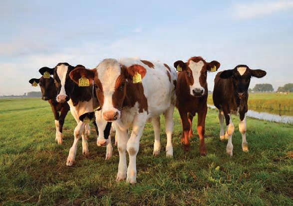New 10-year plan to combat foot-and-mouth disease