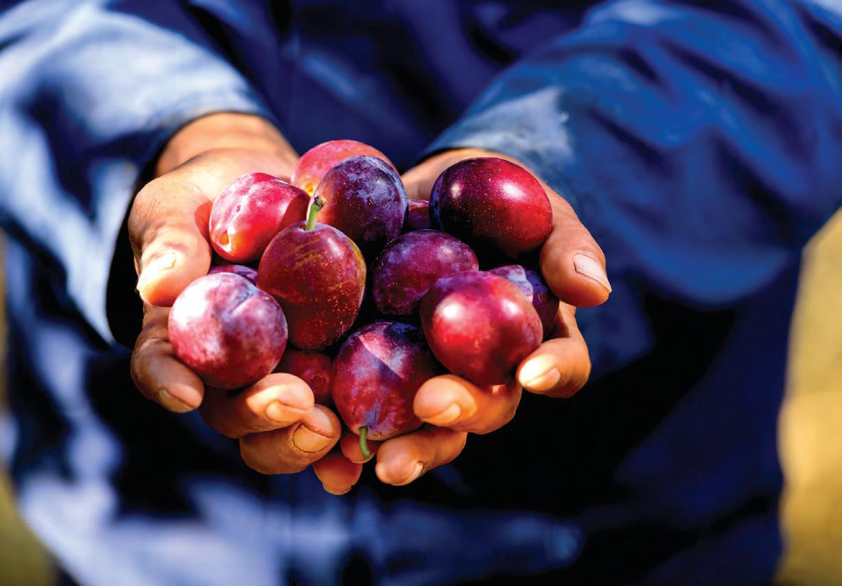 The Sona love letter to SA's agric sector