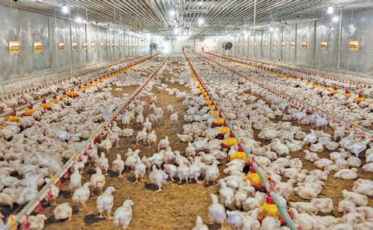 Local poultry farmers score major legal victory against chicken dumping