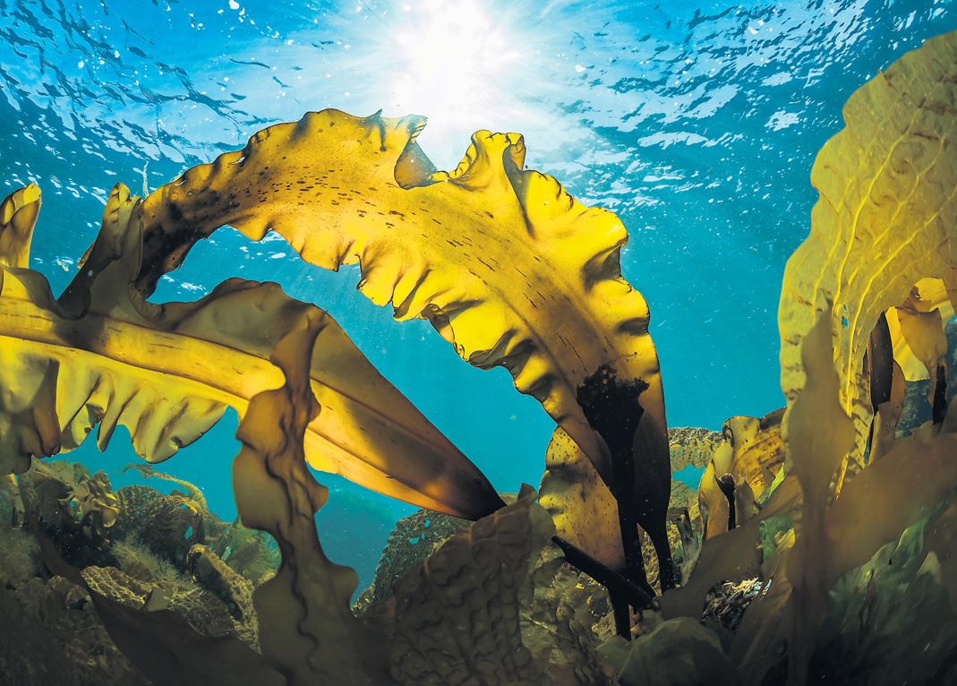 A cry for kelp? How farming sea crops could ease climate crisis