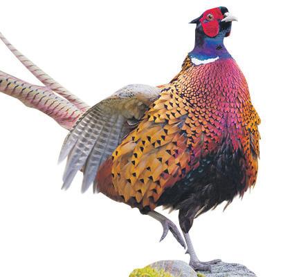 Disease control rules criticised after bird flu outbreak in pheasants