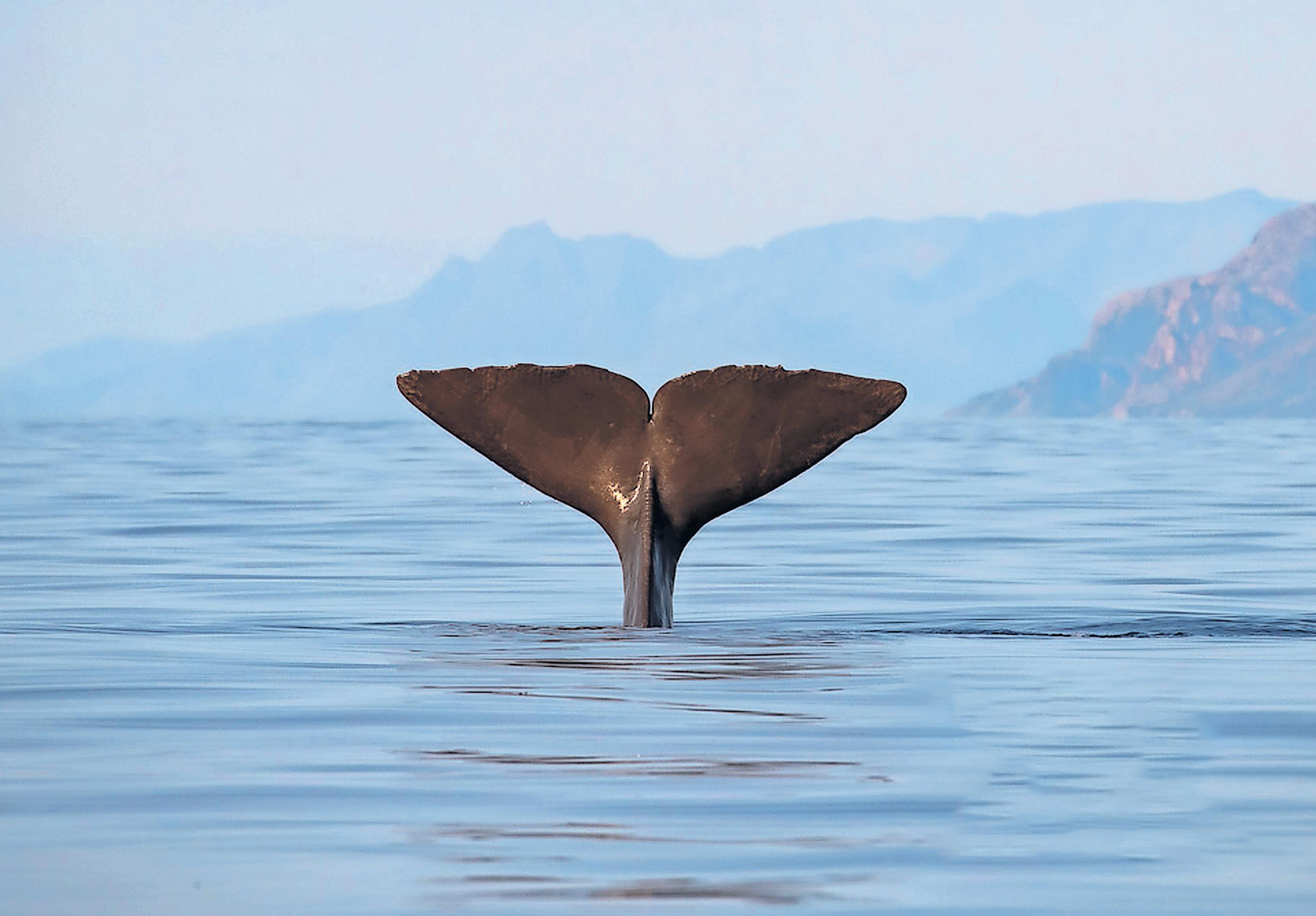 'They get blinded' How underwater noise pollution is posing a threat to Norway's whales