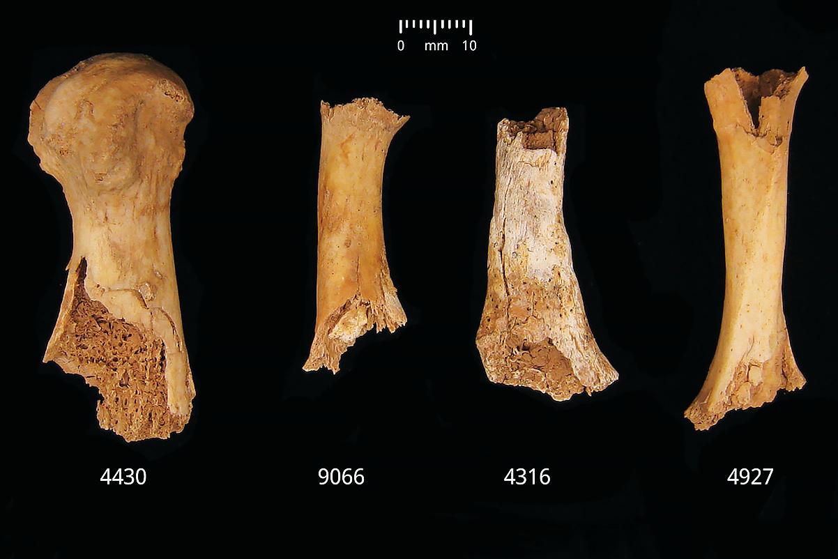 'Something horrible': Somerset pit reveals bronze age cannibalism