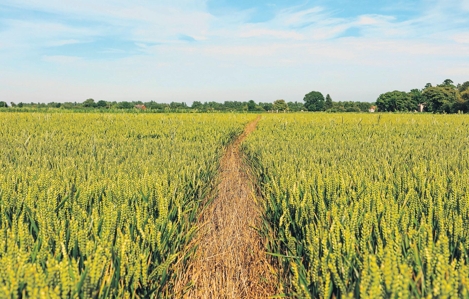 Weed resistant to widely used herbicide is found in UK for the first time