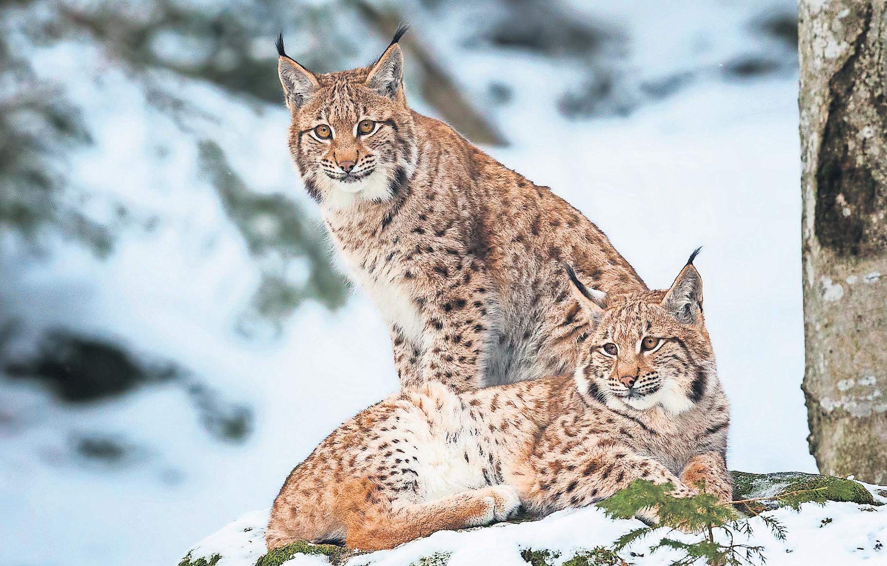 Fears of 'rogue rewilding' after more lynx found roaming in the Scottish Highlands