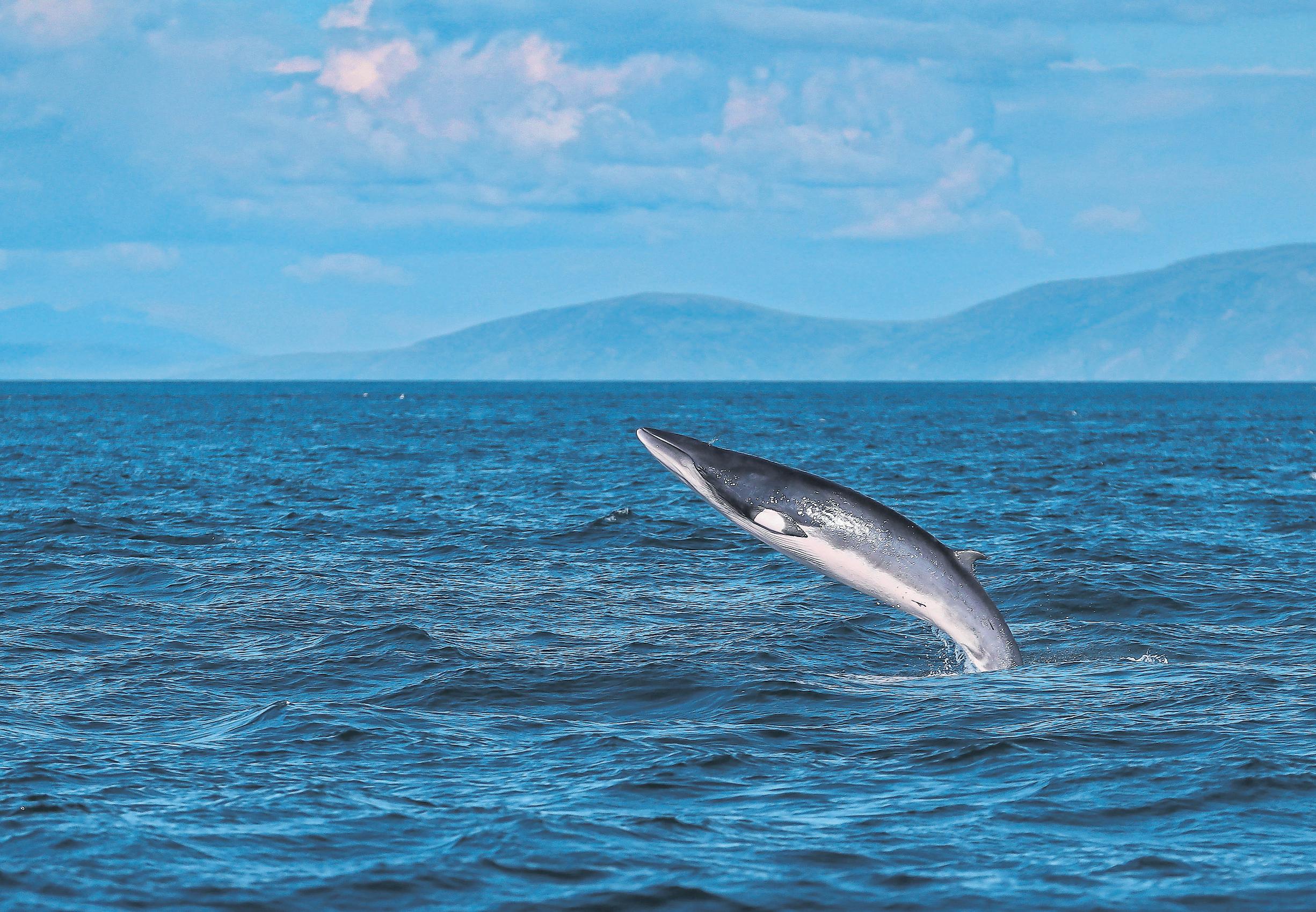 'Nature can recover' Quiet optimism at return of wildlife to North Sea coast