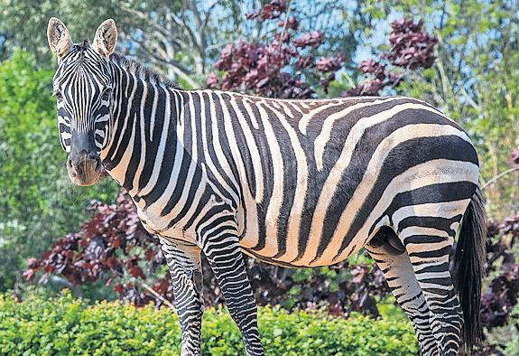 Zebra dies after being gored by female rhino at Colchester zoo