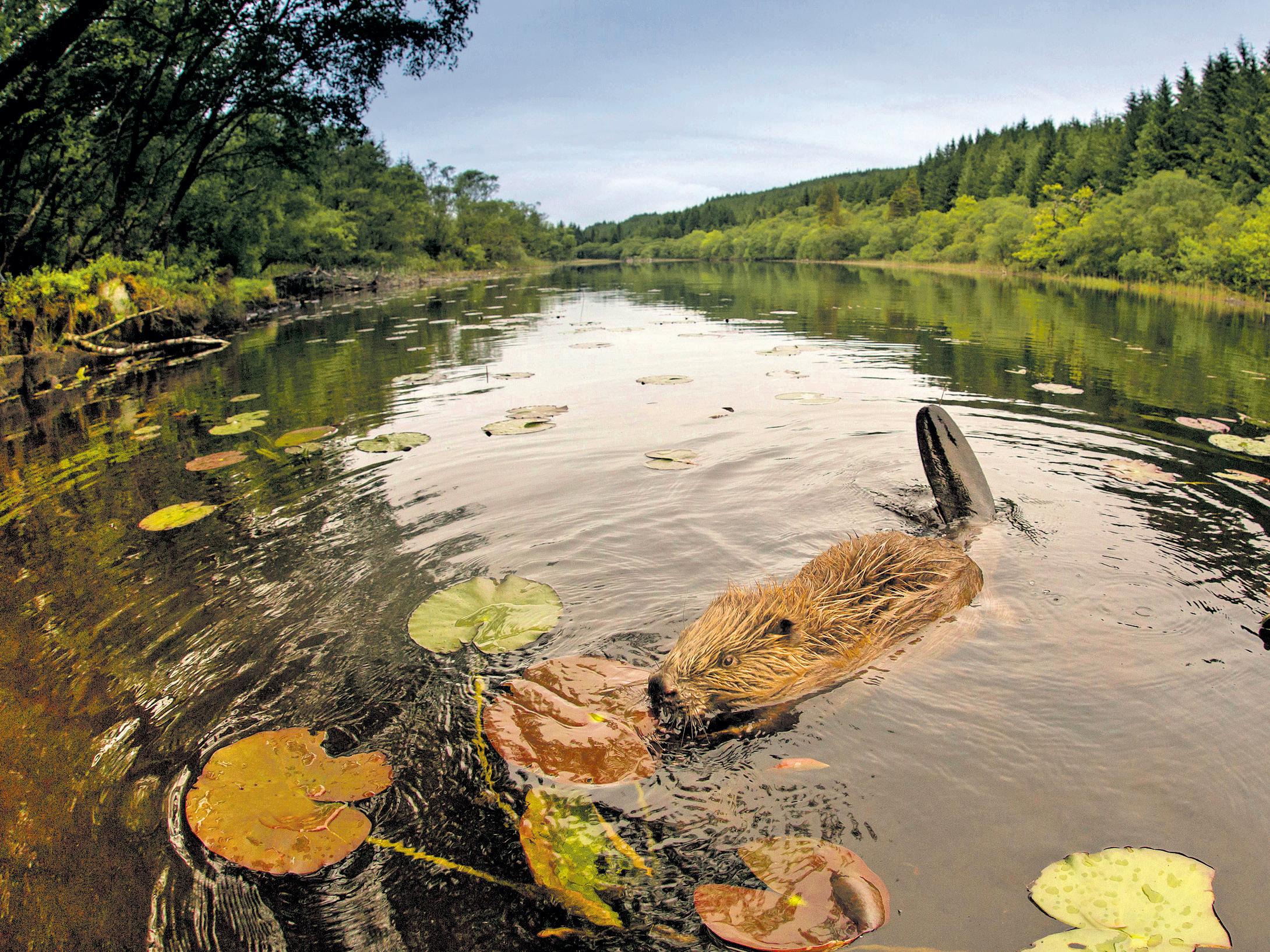 No 10 blocks beaver release plans because policy seen as 'Tory legacy'