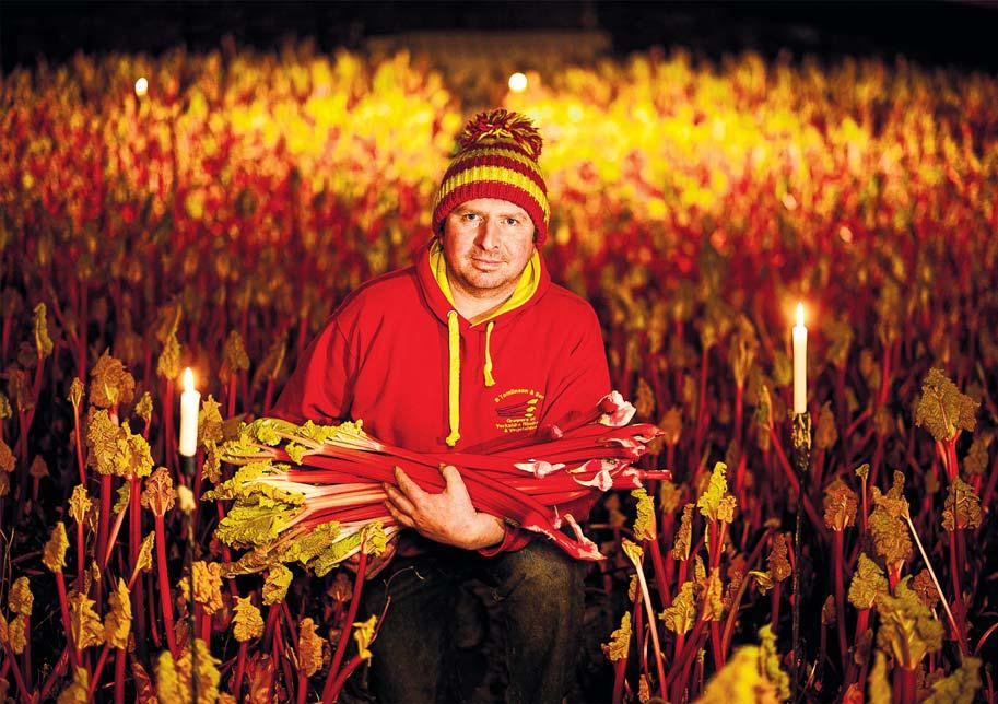 In the pink: why drinkers and keen cooks are into the rhubarb