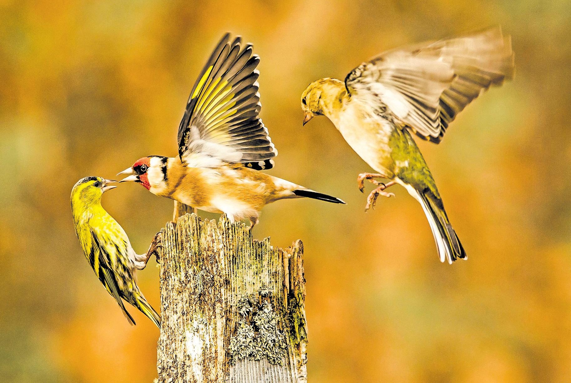 Researchers discover the reasons why birds change their tunes