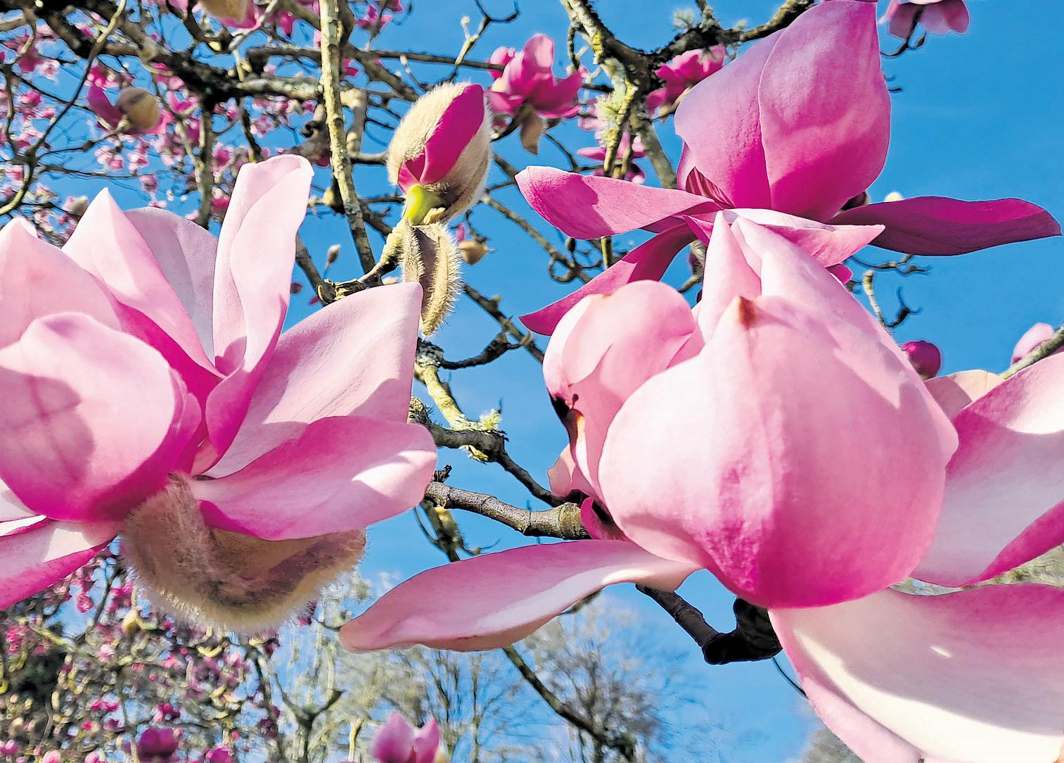 Magnolias Turn National Trust Sites Pink as Warmest Day of Year Recorded
